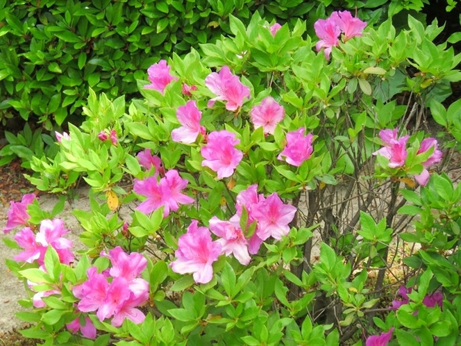 ・【庭園】暖かい時期にはつつじやしゃくなげなど可愛らしいピンク色のお花が見られます