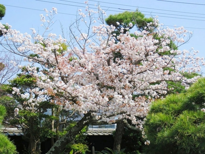 ・【庭園】春には山桜・夏には風らん・秋には金木犀・冬にはさざんかなど四季の花が咲き誇ります
