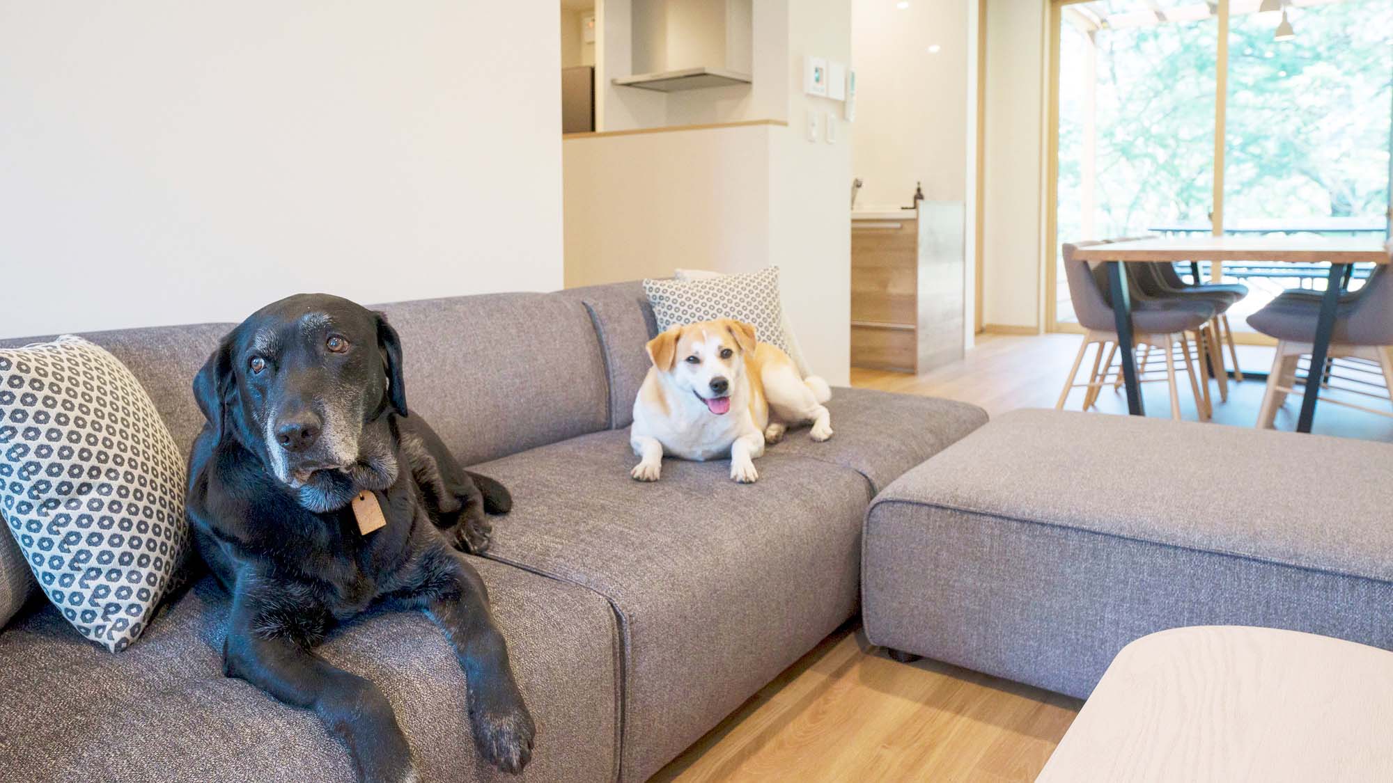 【Bタイプ：リビング】ワンちゃんと一緒に寛げる空間。