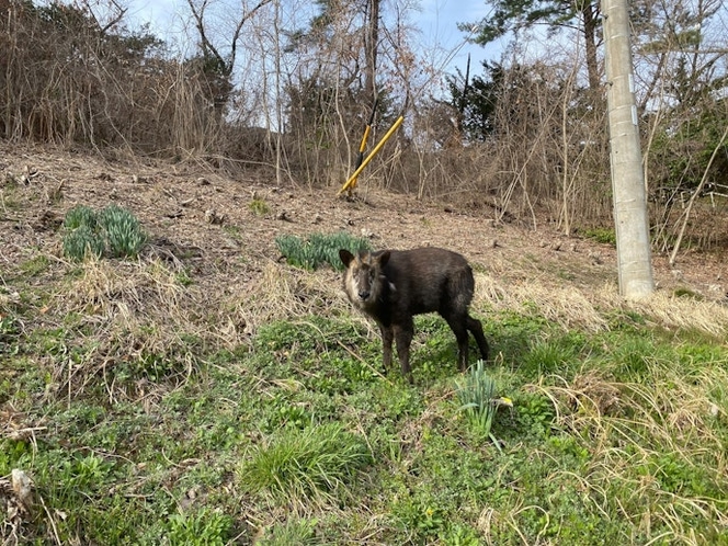 高山の街はずれで特別天然記念物ニホンカモシカに出会うことがあります。撮影場所は、ご宿泊者にお送...