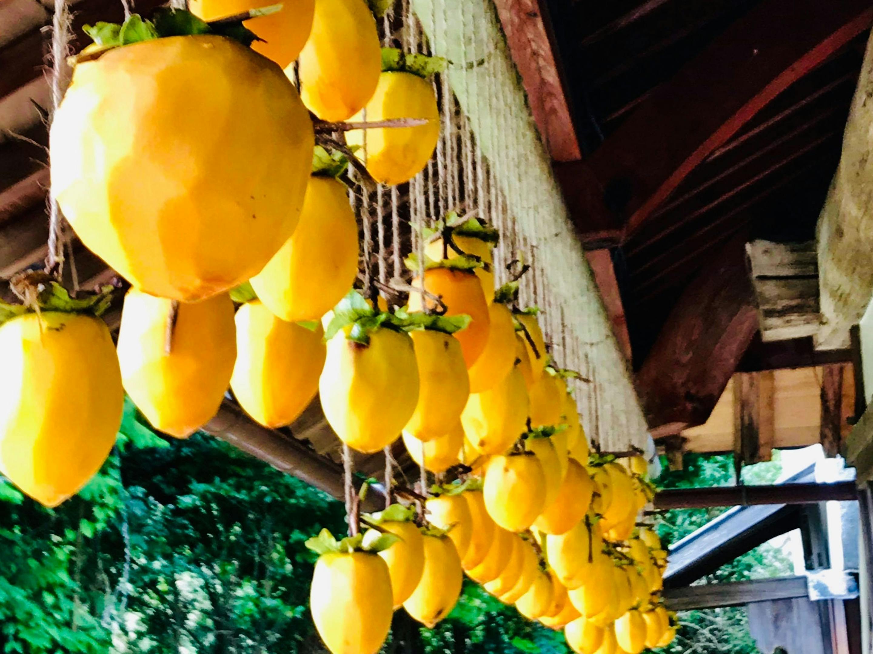 秋は干し柿作りも