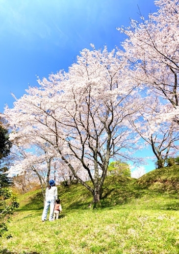 SAKURA 桜