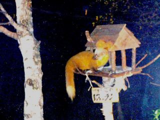 テンくん野鳥のレストランに食事