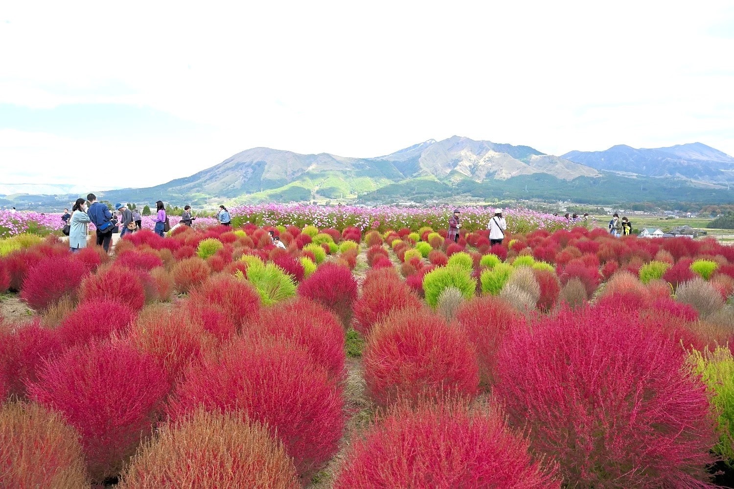 南阿蘇のコキア