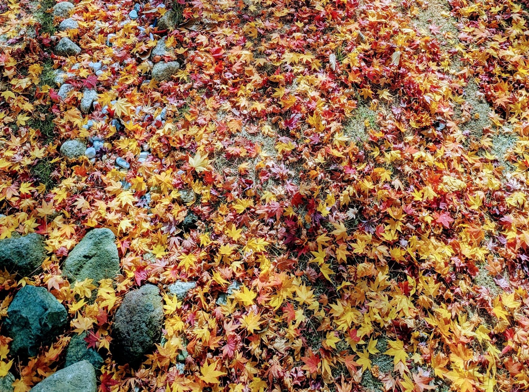 Autumn