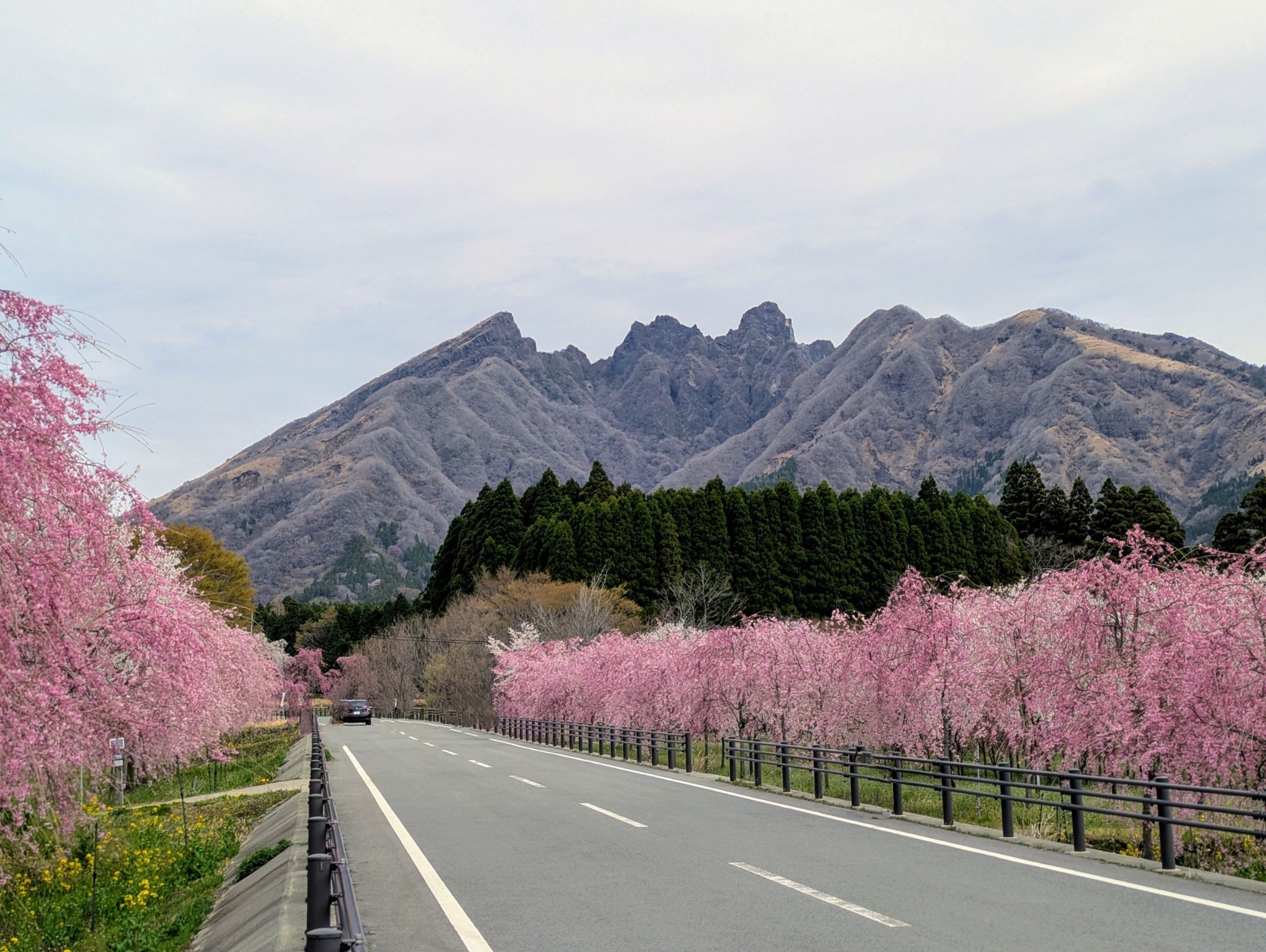 Takamori Sakura Road
