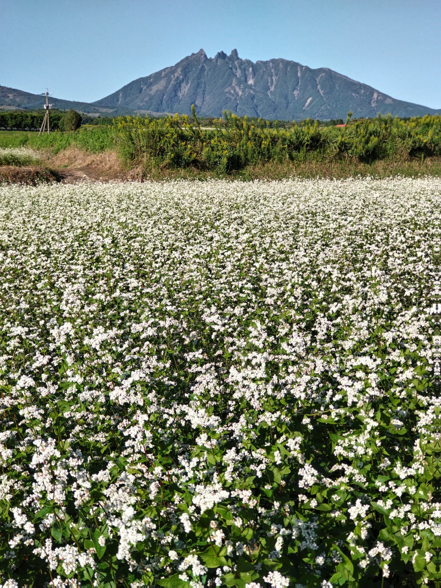 阿蘇のソバ畑