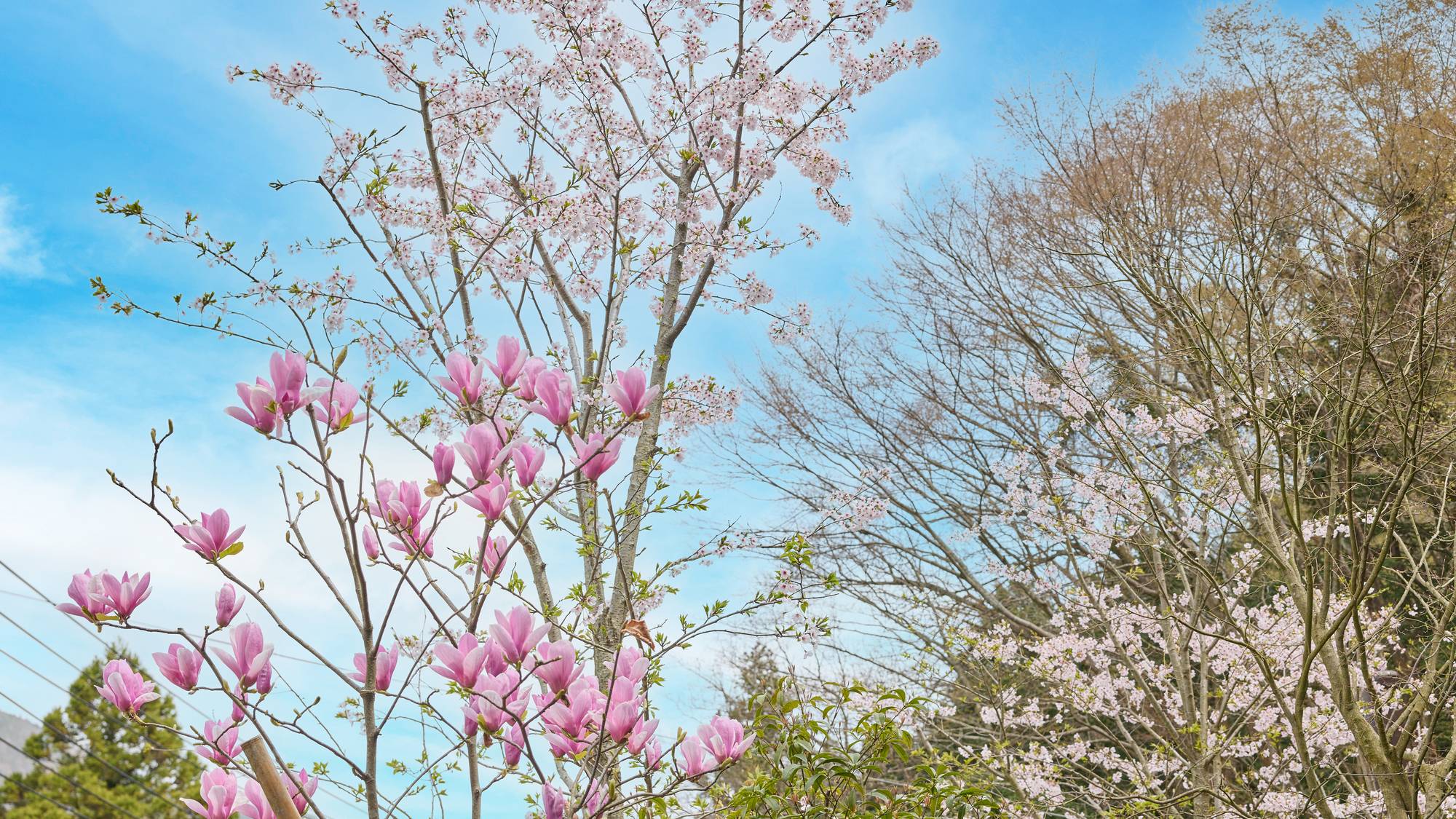 【イメージ】桜