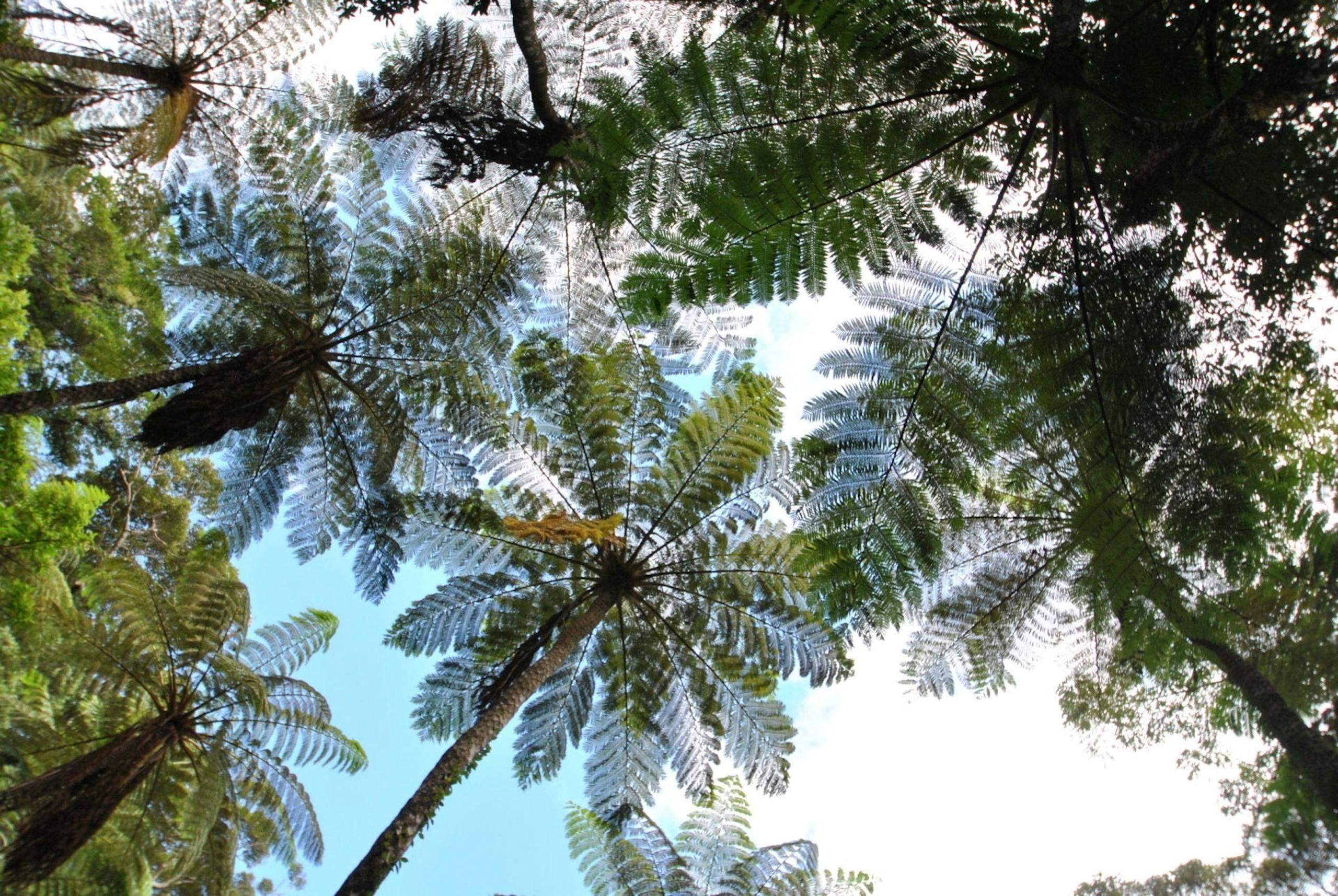 Kinsakubaru forest world natural neritage