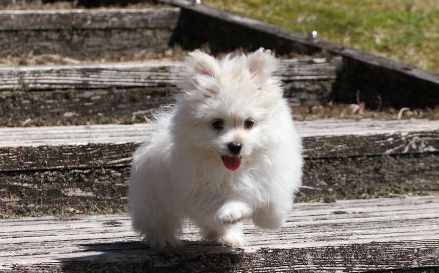 ワンちゃん大喜び2