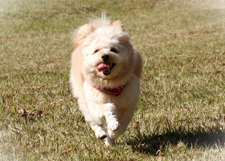 ワンちゃん大喜び1