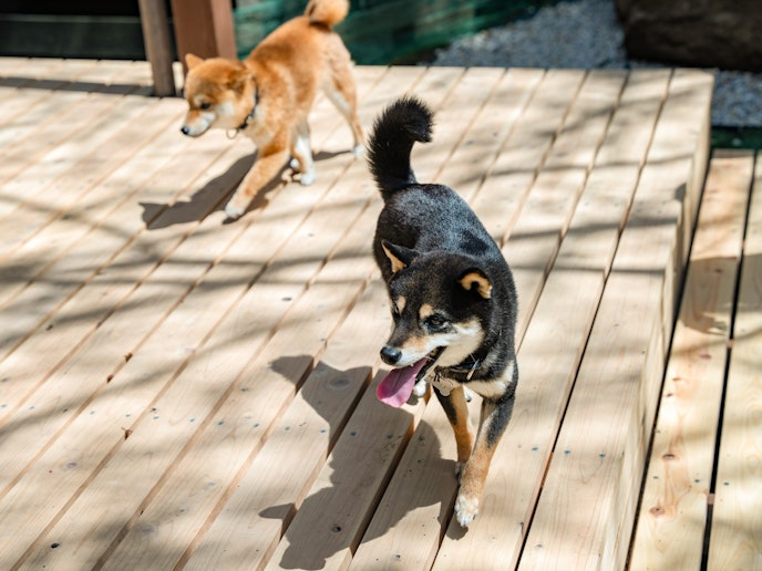 ・【テラス】愛犬と一緒にウッドデッキでお寛ぎいただけます