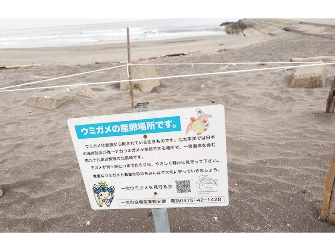 一宮町の海岸は絶滅危惧種のウミガメにとってのお気に入りの砂浜となっております。