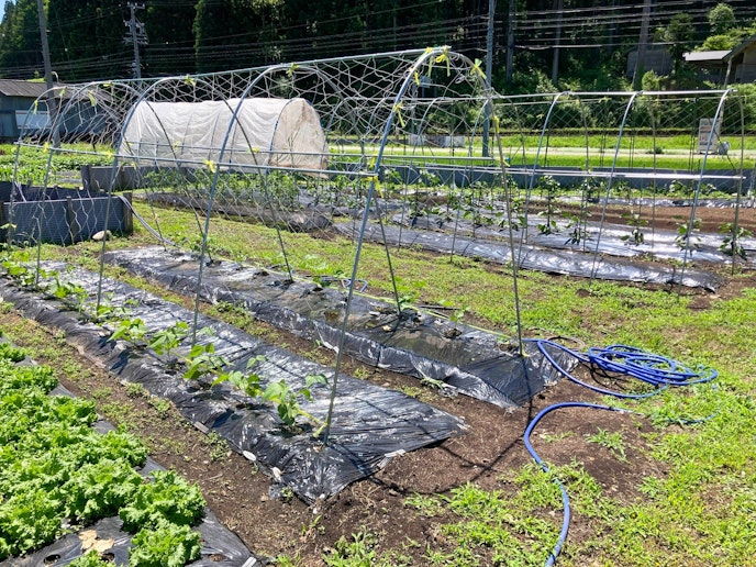 ・【農場】野菜の収穫体験を通して、楽しみながら食べ物の大切さを学べます