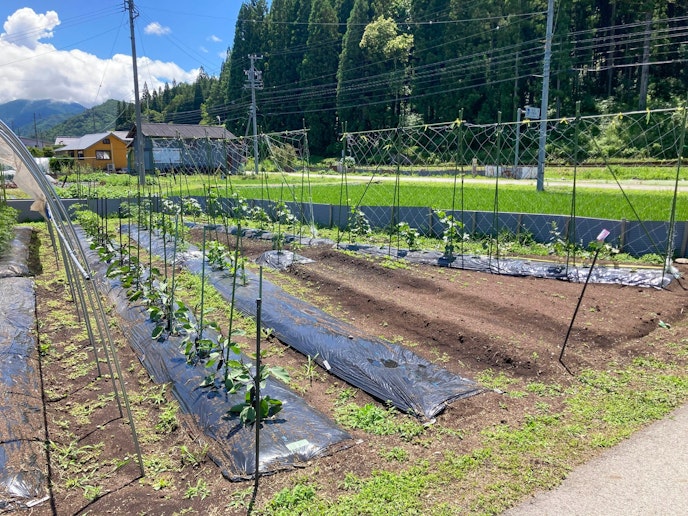 ・【農場】隣接する農場では、飛騨の自然を感じられる農業体験も可能
