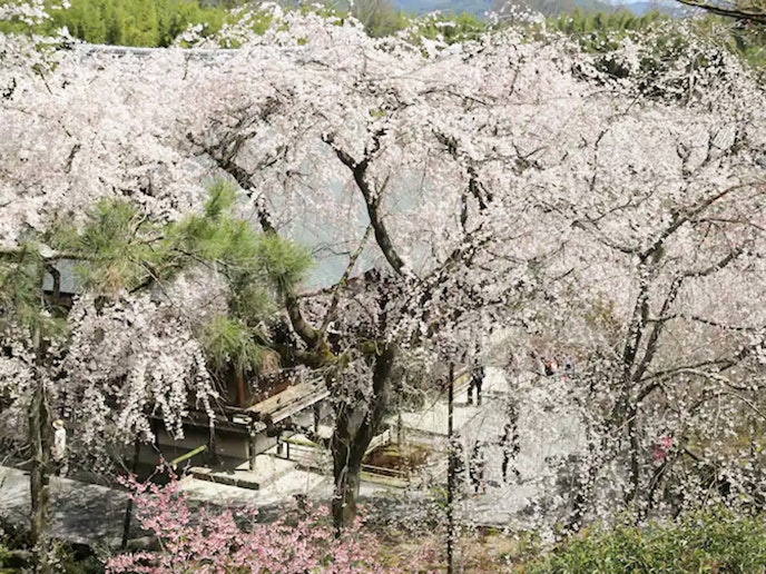 ・【周辺】春には満開の桜を楽しみながら、のんびりお散歩