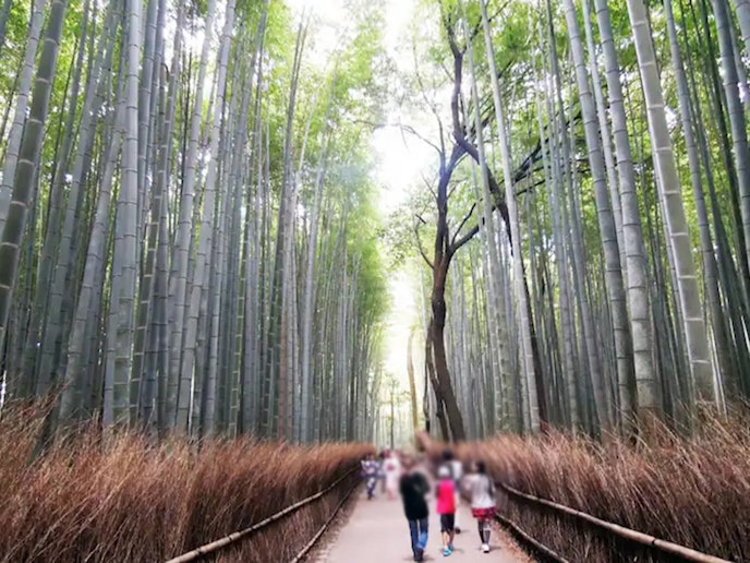 ・【周辺　京都】嵐山の観光スポット　竹林の小径（こみち）