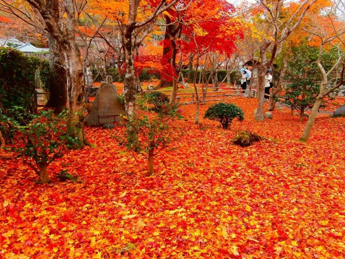 ・【周辺】見事なモミジの絨毯　色とりどりの紅葉をお愉しみいただけます