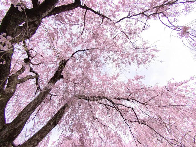 ・【周辺】見上げれば芸術的な桜を満喫できます
