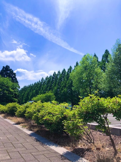 メタセコイア並木車て5分