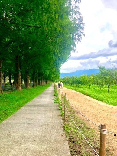 メタセコイア並木を眺めながら乗馬体験