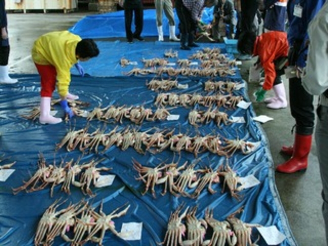 松葉ガニの初セリ、柴山漁港で（2008年）