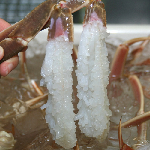 松葉がにの餅花造りかに刺しの一例。　餅花は活カニだけの特長です