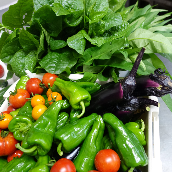 2016年7月初旬に収穫した、夏野菜の一例。　オクラやモロヘイヤはもうちょうっと後で