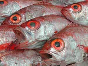 白身のトロ！｢のどぐろ｣