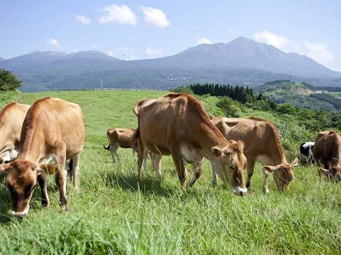高千穂牧場まで車で5分