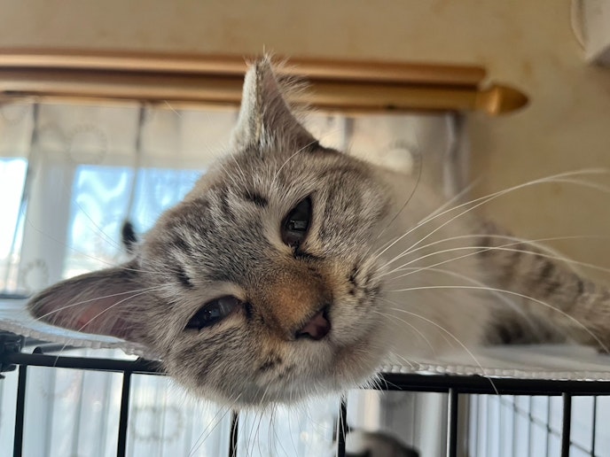 母猫みかんさん