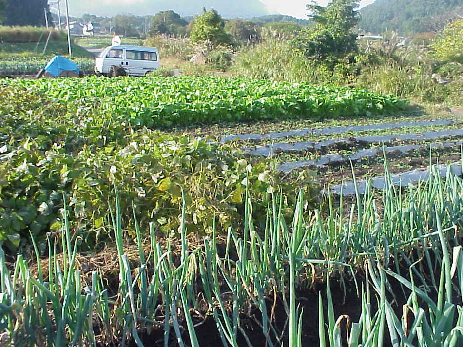 도~무파~무♪동몽의 신선한 야채의 밭입니다.