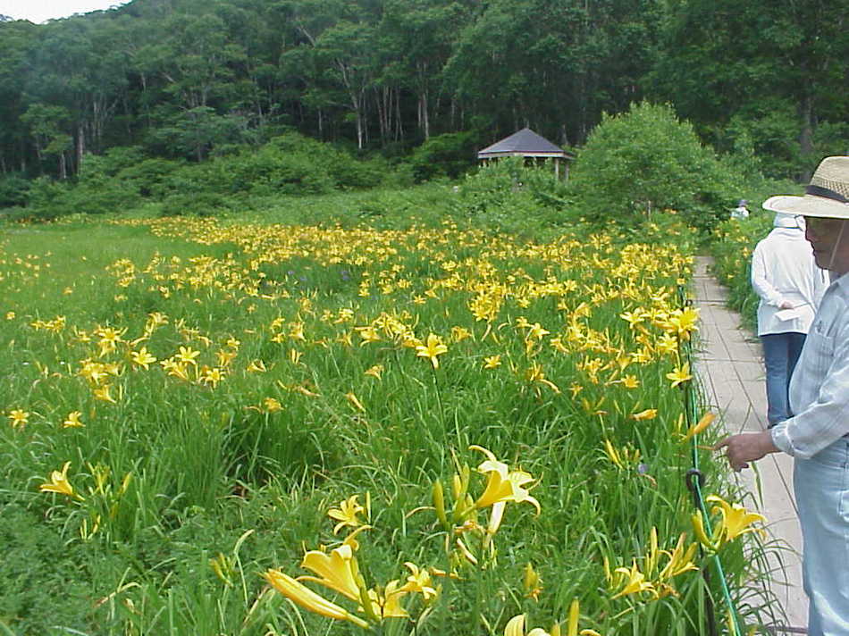 North Dobu Marshland of Kayanodaira Plateau
