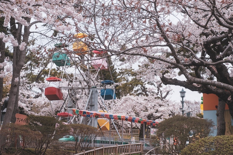 函館公園(春4月末-5月始頃)