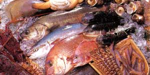 日間賀島 活魚料理の宿 あさ喜 宿泊予約 楽天トラベル