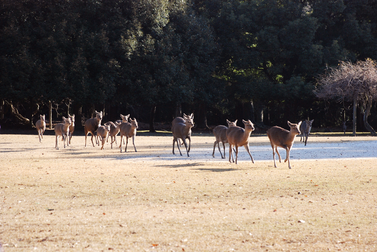 鹿寄せ２