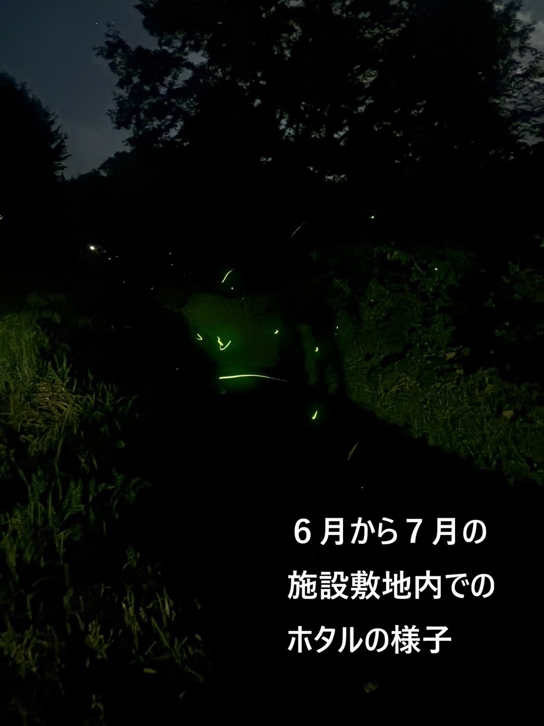 ホタル