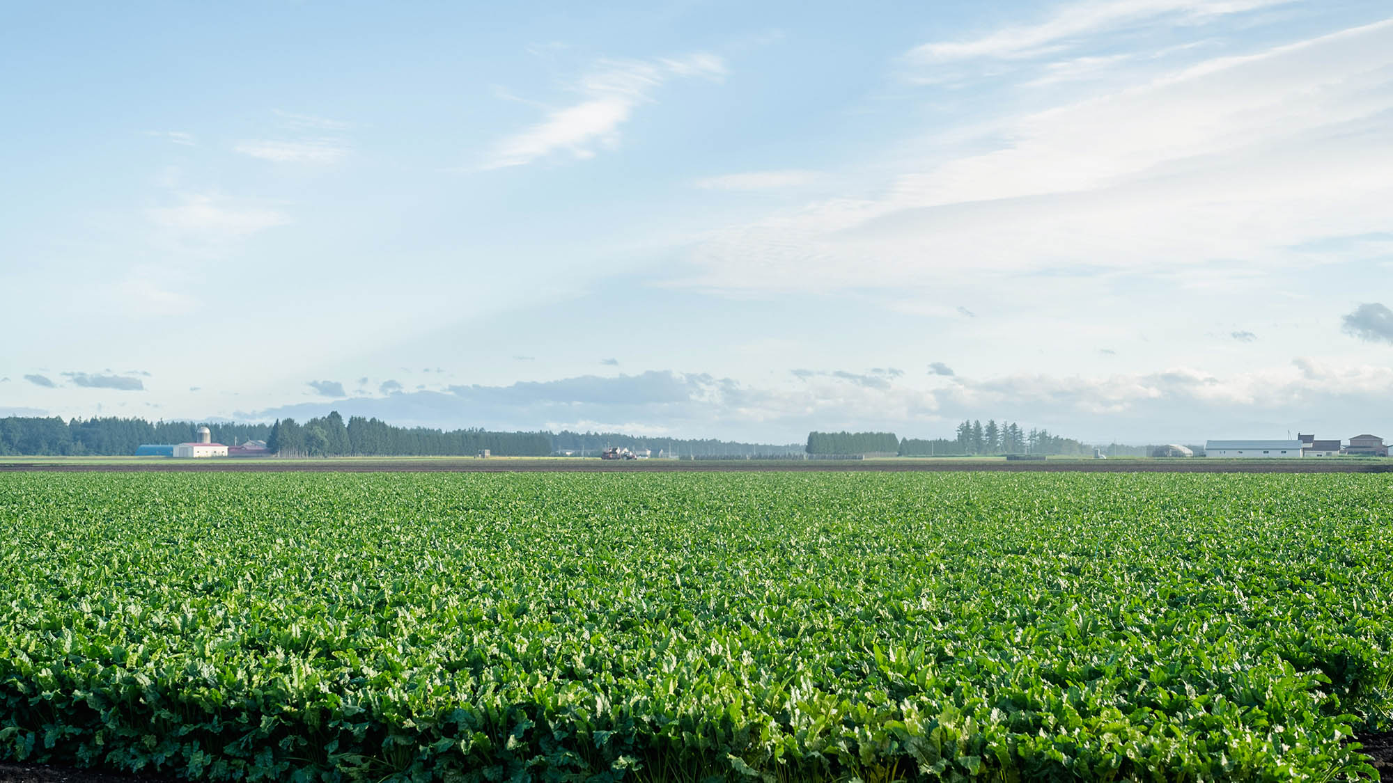 ・【庭】一面には十勝の畑が広がります