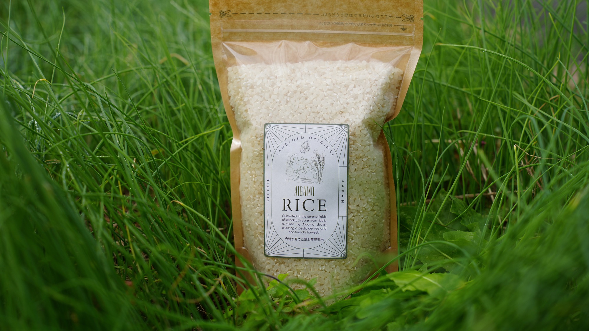 ・【合鴨農法】農薬や除草剤を使わず田んぼに合鴨を放ってお米を育てる農法です