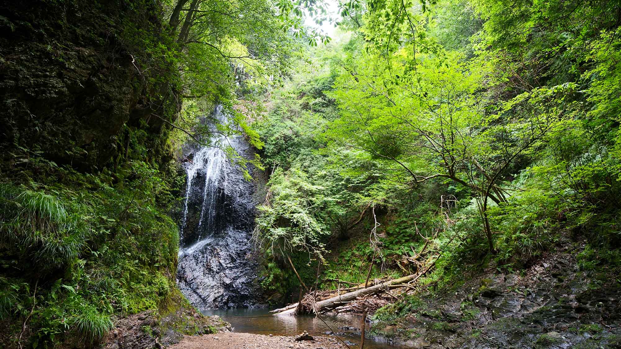 ・【周辺／夏】美しい新緑の森では、さわやかな風と水の音に癒されます