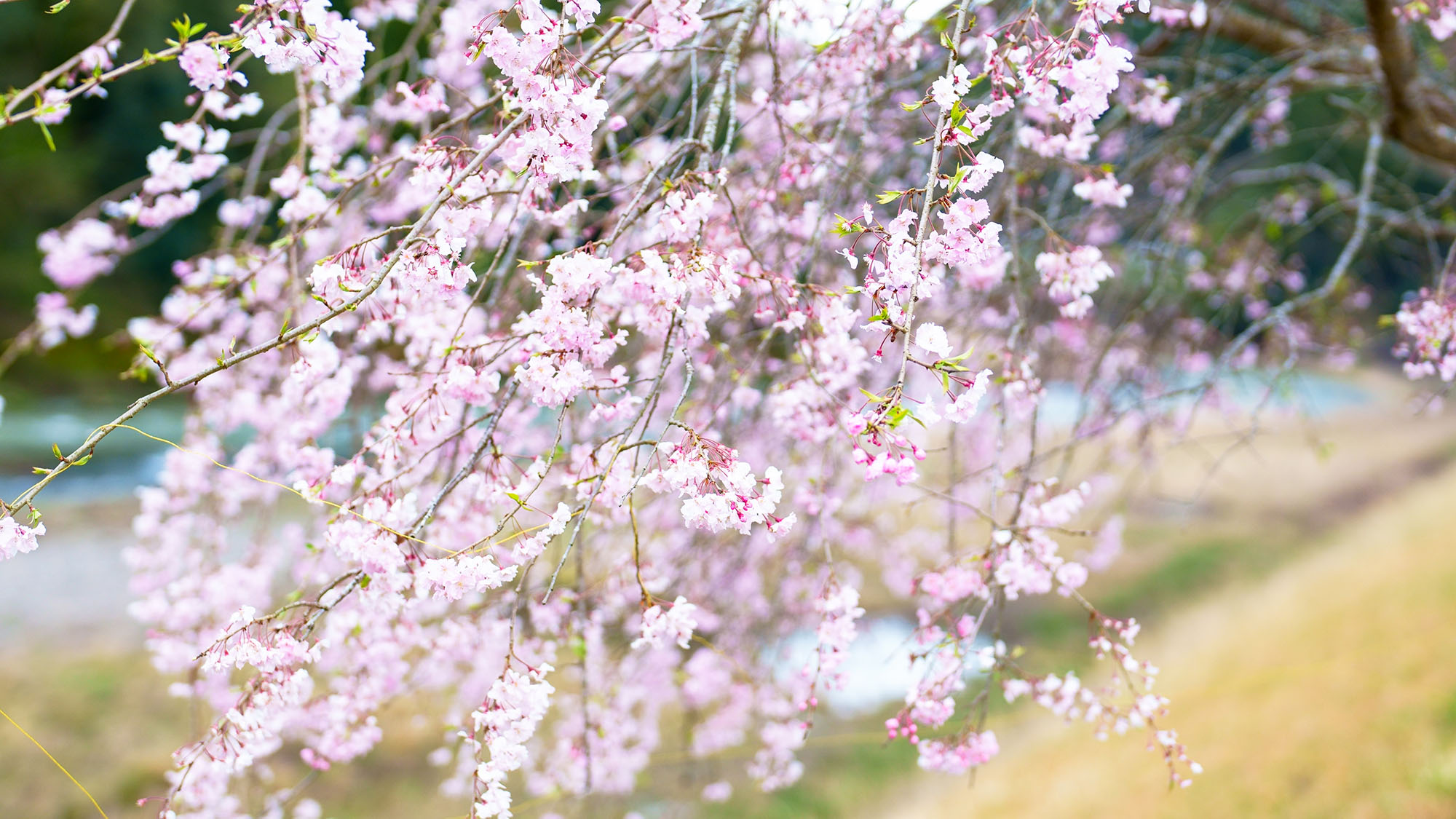 ・【周辺／春】自然豊かな景色や桜を眺める、のんびりとした時間。春の訪れを感じられます