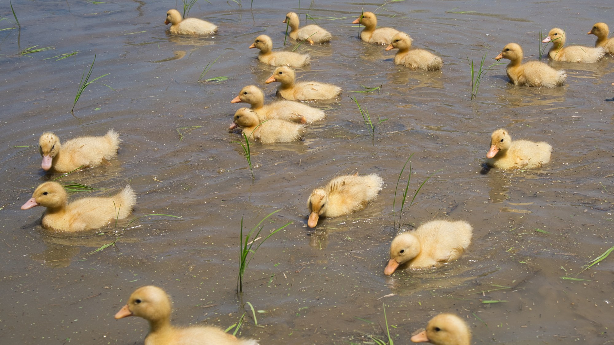 ・【AIGAMO RICE】LANDFORMオリジナルのお米　合鴨農法で育てた安心・安全・無農薬