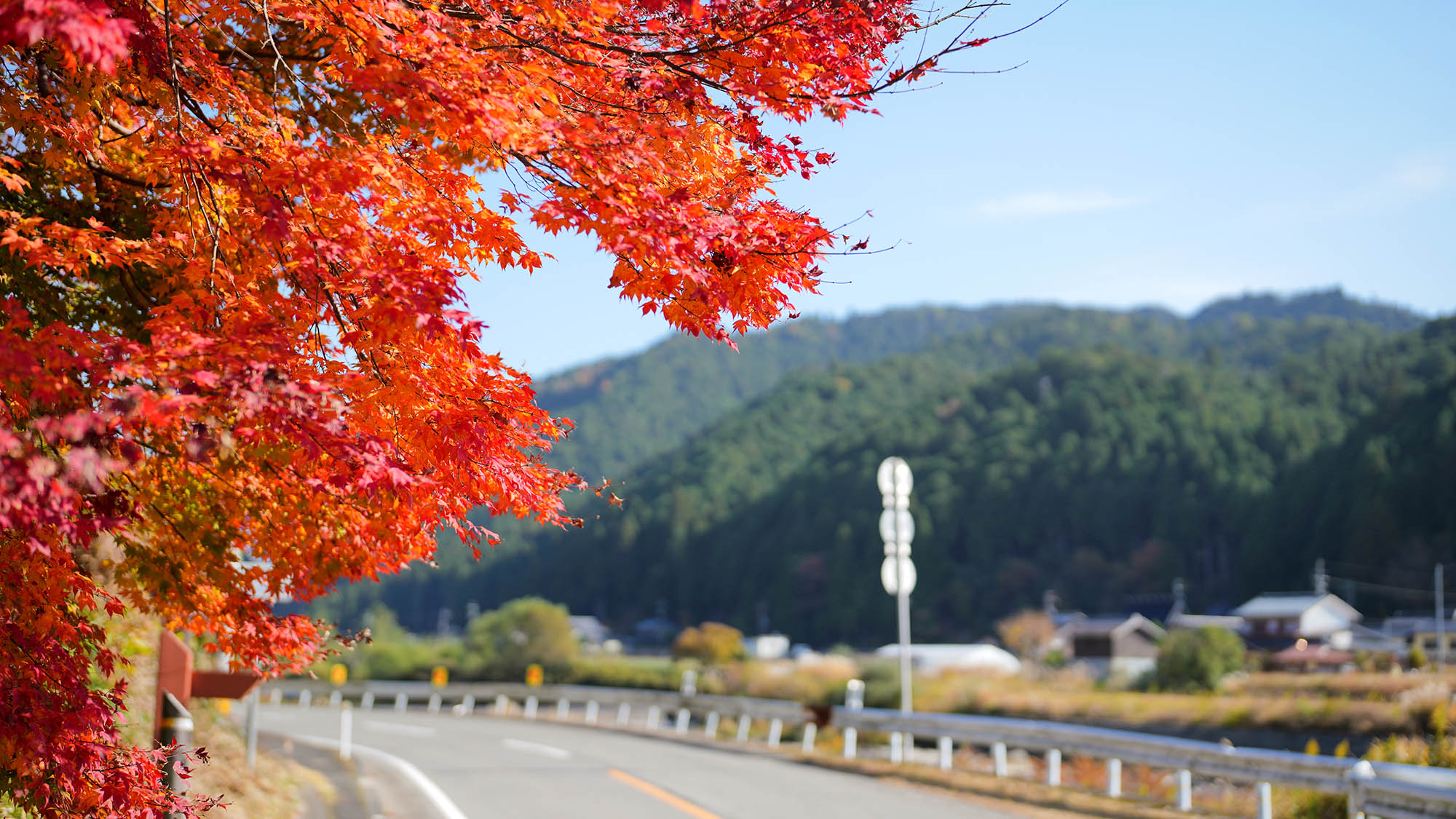 ・【周辺／秋】紅葉が見頃を迎え、多くの人々を魅了します