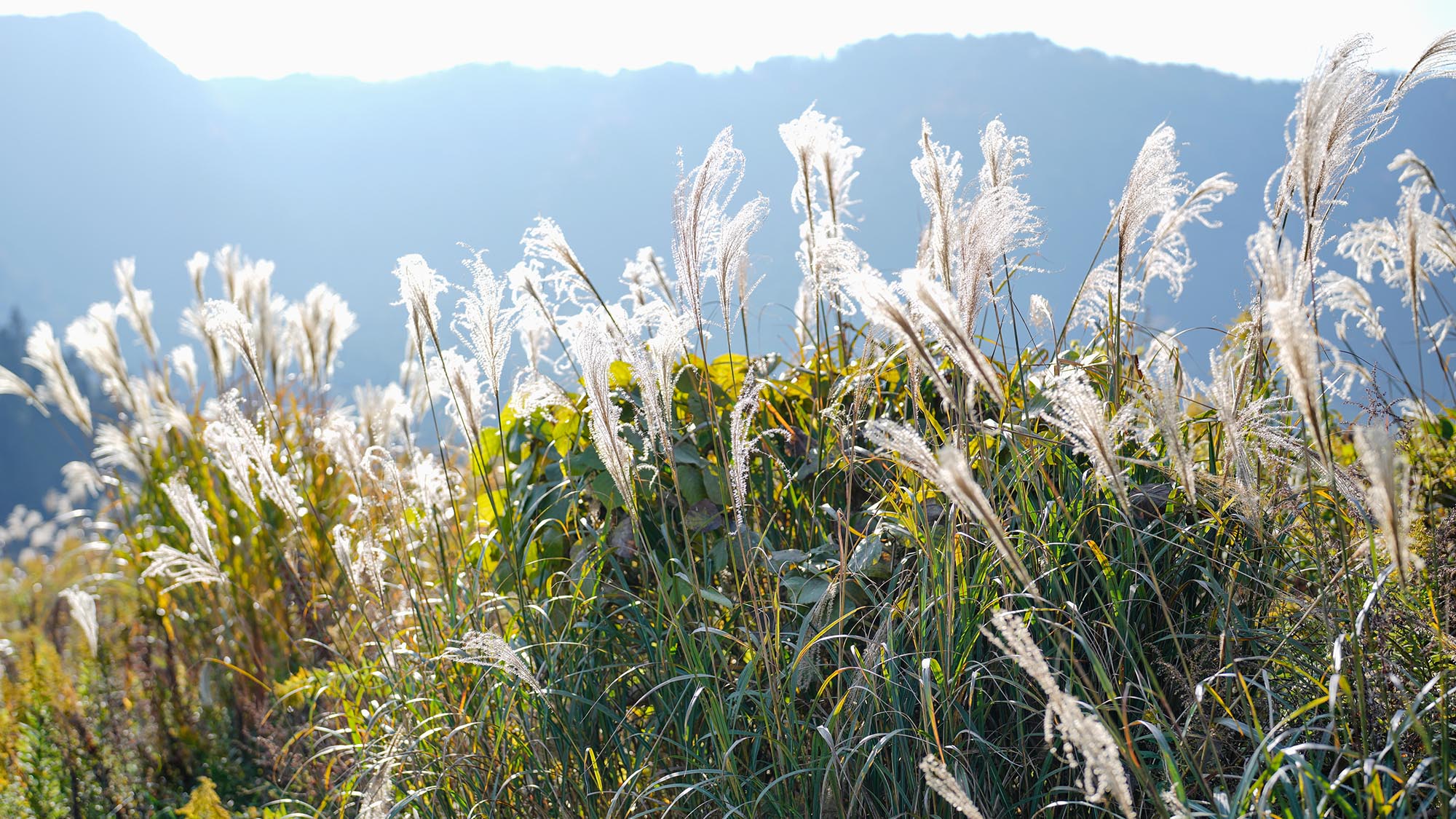 ・【周辺／秋】白い穂をなびかせ、ススキが秋の空に映える景色を眺める時間