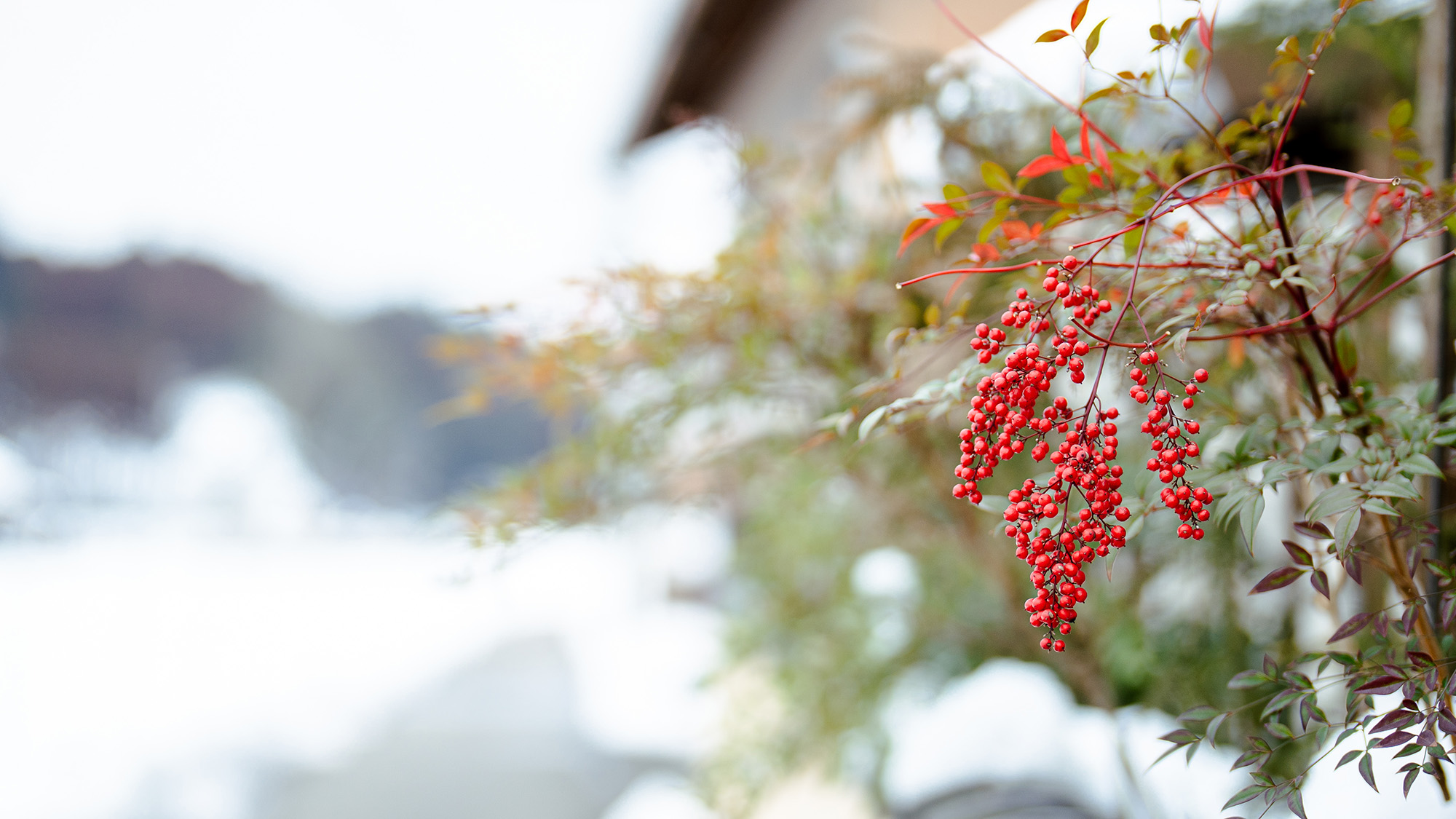 ・【周辺／冬】降り積もった雪景色に、彩りを添える鮮やかな赤い実の植物