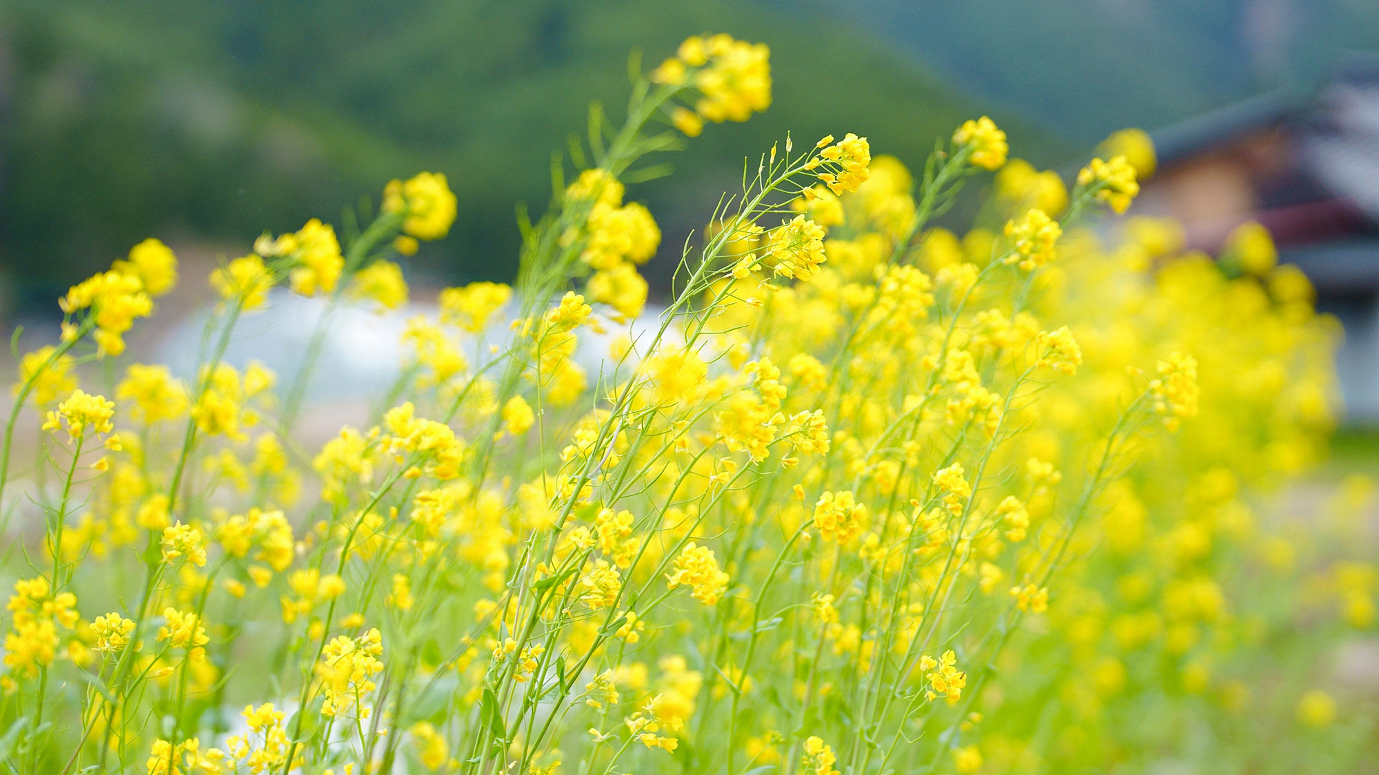 ・【周辺／春】かわいらしい菜の花が咲く、春爛漫の風景に心が和みます