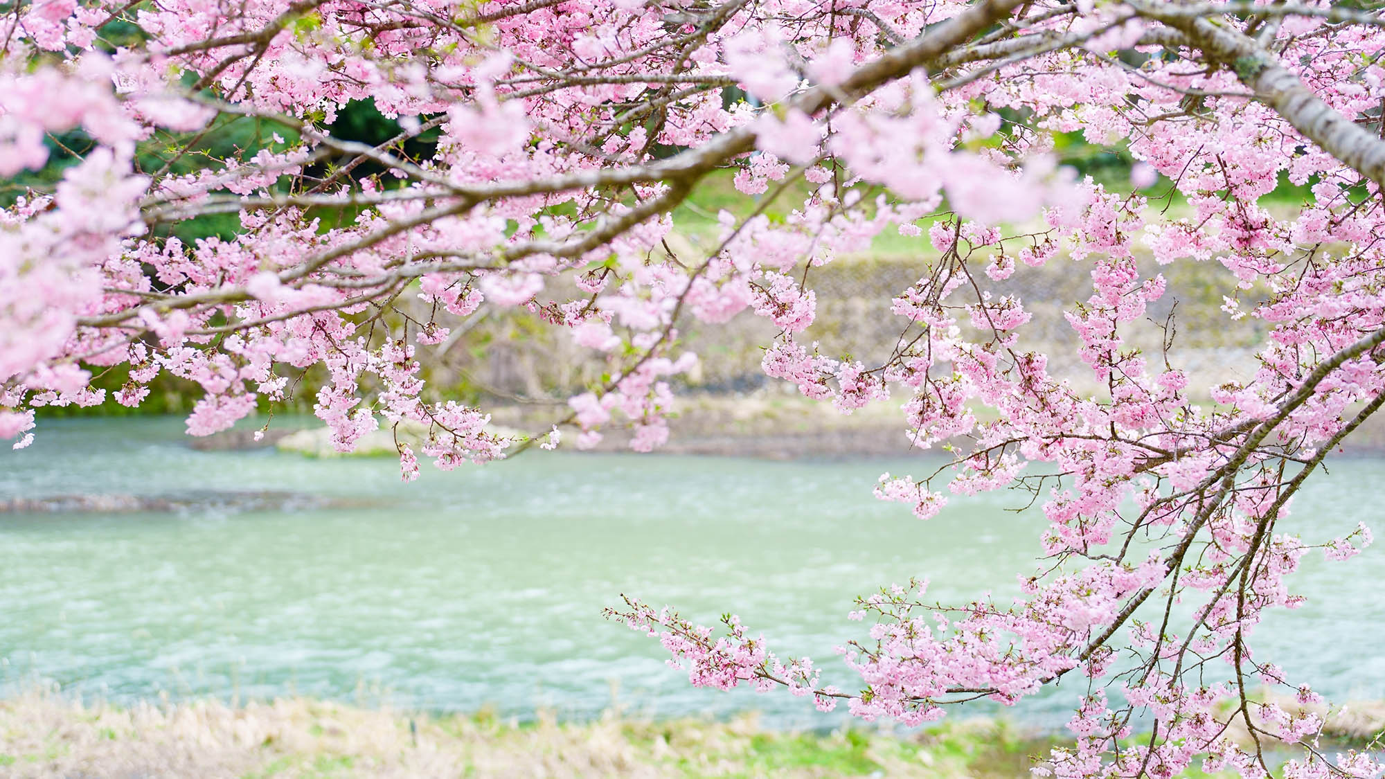 ・【周辺／春】河川敷で桜を眺めながら、心安らぐ春のお花見はいかがでしょうか
