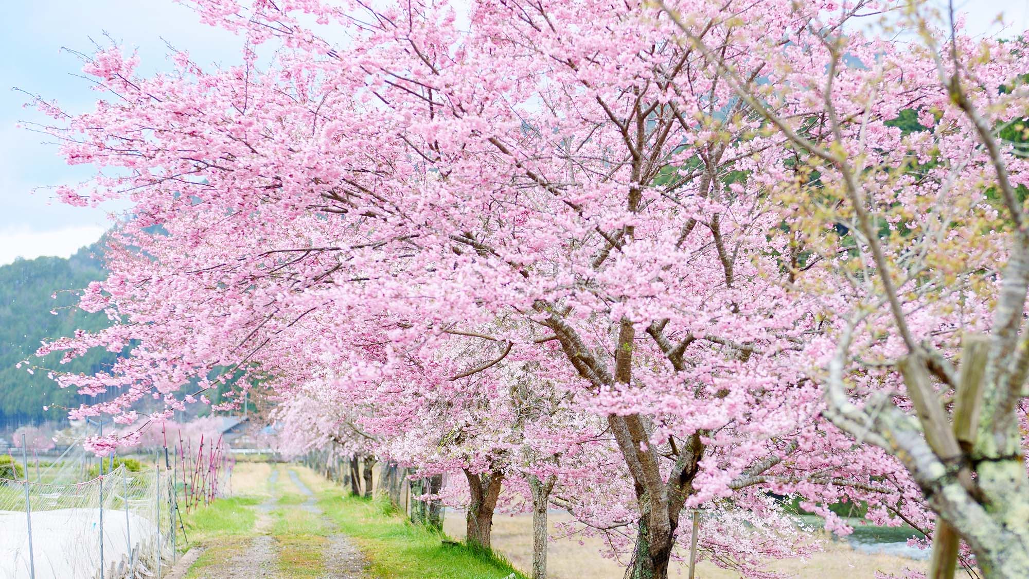 ・【周辺／春】暖かい日差しの下、桜と自然に癒されるひとときをお過ごしください