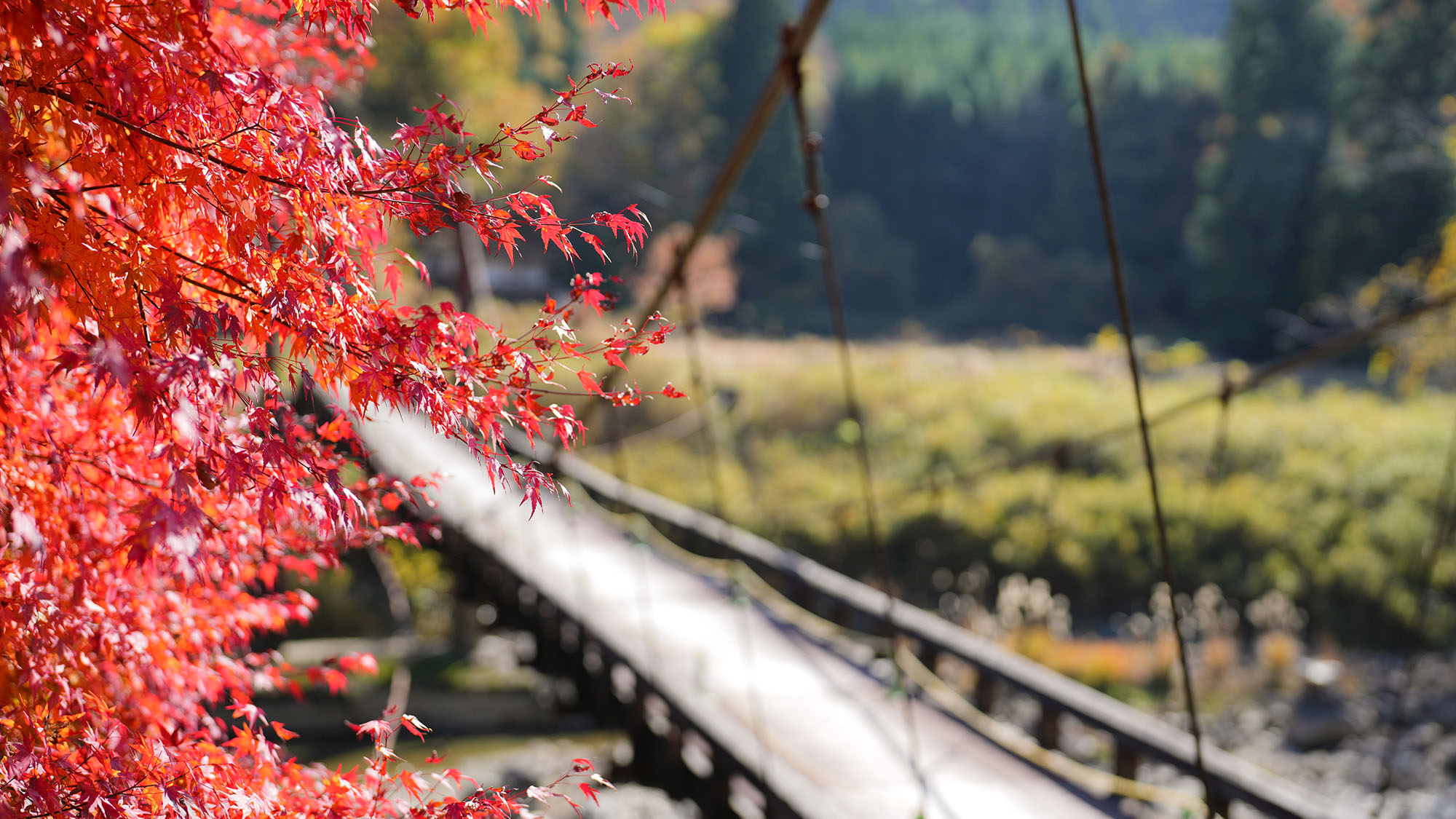 ・【周辺／秋】鮮やかな紅葉が彩る、秋の訪れを感じる風景が見られます