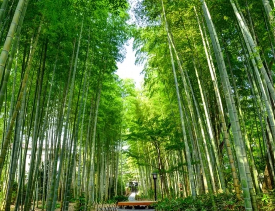 ・【伊豆観光】伊豆修善寺温泉街の中央を流れる桂川沿いの遊歩道「竹林の小径」車で約15分